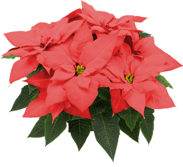pascuero